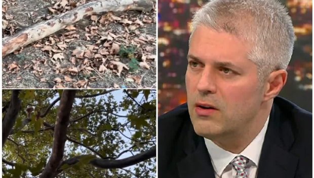 Екшън позиция за падналите дървета във Варна: Управлението на кмета Коцев и ППДБ вече буквално е опасно за живота и здравето на хората!