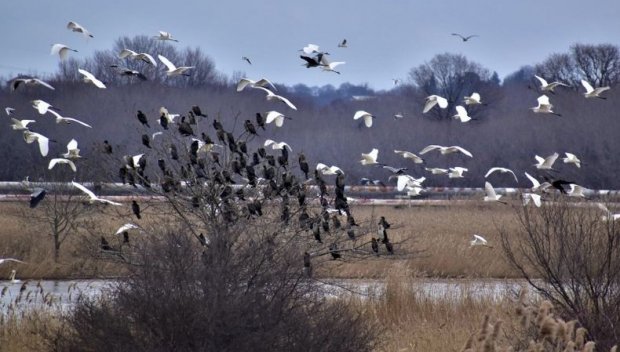 Започна броенето на зимуващите у нас водолюбиви птици
