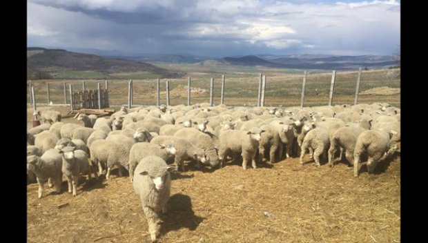 Дефицит от около 60 000 агнета за Великден и Гергьовден
