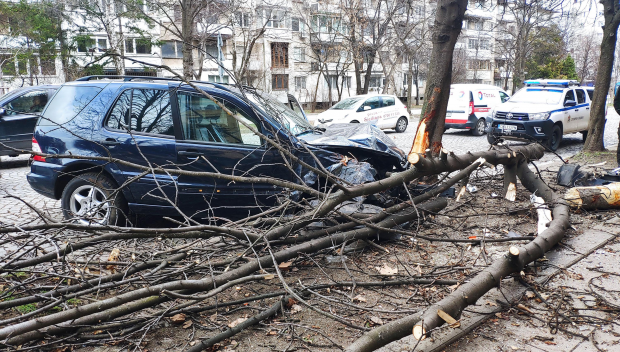 Джип събори дървета на булевард Гоце Делчев в София (СНИМКИ)
