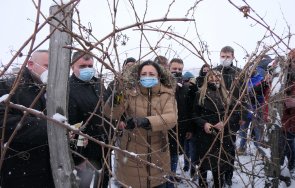 министър танева изминалата година лозаро винарският сектор беше подпомогнат млн лева снимки