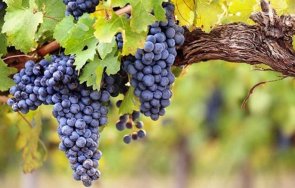 лозята българия увеличават 000 дка година