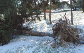бурният вятър изкорени дървета шуменско