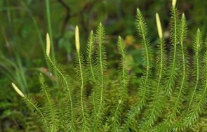 билката лекува хроничен алкохолизъм