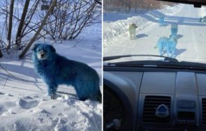 мистериозни сини кучета появиха русия