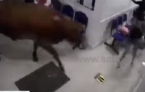 крава нахлу болница пекарна колумбия рани жена видео