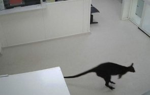 неочакван пациент кенгуру влетя спешното отделение австралийска болница