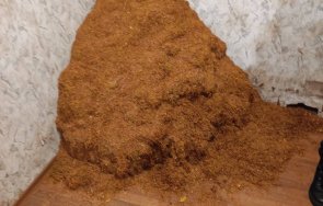 митничари задържаха 454 килограма тютюн без платен акциз снимки