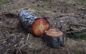 аларма поголовна сеч къмпинг градина