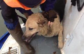 полски дисидент удави докато спасяваше куче заледена река