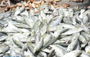 заразена радиация риба открита първи път две години фукушима