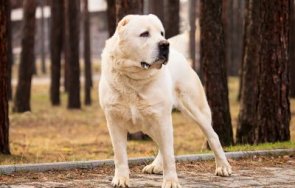 прокуратурата наблюдава досъдебно производство нахапана куче жена