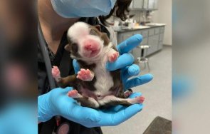 кутре крака роди оклахома