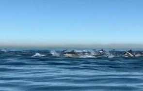 уникално 000 делфина бяха забелязани южния бряг калифорния видео