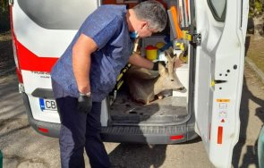 трогващо спасиха ранена сърна столицата