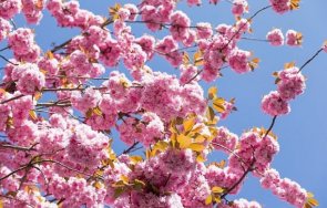 вишните шанхай цъфнаха