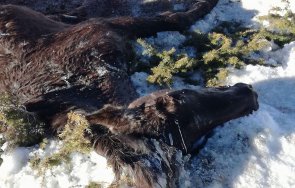 присъда животновъда остави конете бялата смърт осоговската планина