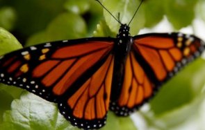 пеперудите монарх изчезват големия резерват мексико