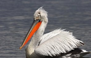 първи път българия поставиха сателитен предавател къдроглав пеликан