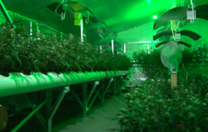 постоянен арест управителя фабриката биткойни прикриваща наркооранжерия пазарджик