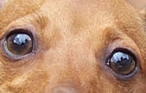 куче нахапа пенсионер прати болница