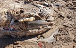 гигантско мистериозно чудовище изхвърли океанът бреговете уелс