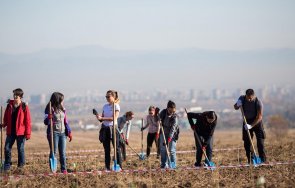 засаждат декара нова гора софия