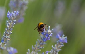 тревожно полените увеличават риска covid