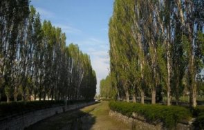 отрязаха легендарните тополи щурците