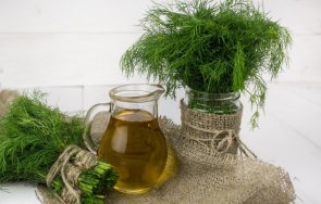 дар природата отслабнете копър