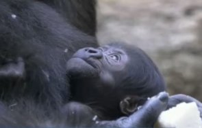първи път години зоопарка берлин роди горилче