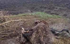 потресаващо откриха трупове горени животни село обединение