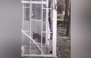 прокуратурата подхвана собственика бедстващото тераса куче пловдив