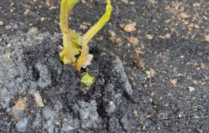 пълен абсурд растения поникнаха новоасфалтирана улица своге снимки