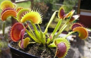 сингапур изобретиха смартфон разговор растения