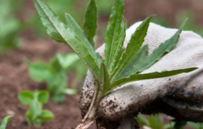 изпитано водка сол сода плевели градината