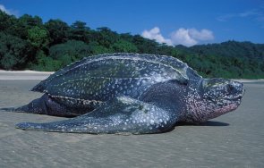 еквадор откриха яйца изчезващ вид морска костенурка