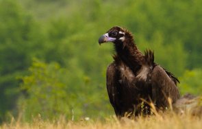 карталът завърна врачанския балкан