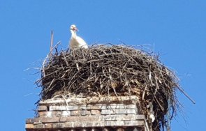 трявна долетя дълго очакван щъркел