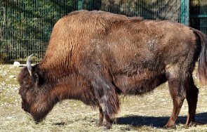 бракониери убиха зубър разград проболи копие