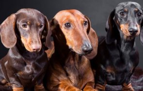 доказано дакелите добрите домашни любимци