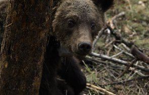 близо 100 мечки година стават жертва бракониерство нас