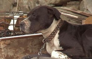 озверелият питбул гангстера нейко сее страх ново паничарево