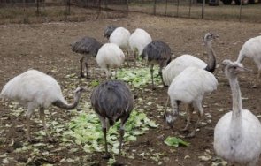полицията предупреди агресивни птици нанду английски град