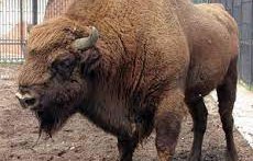 намериха убит зубър разградско