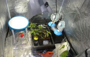 криминалисти дряново удар дрогата разкриха миниоранжерия къща снимки