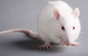 стресираните мишки губят козината