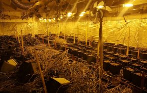две лаборатории отглеждане марихуана разкриха пловдивски криминалисти снимки