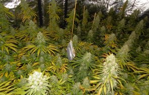 задържаха двама съпричастните нарколабораториите пловдивско снимки