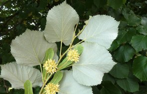 засаждат 120 сребролистни липи борисова градина